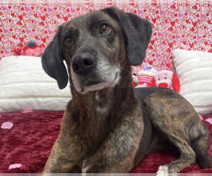 Labrador Retriever-Plott Hound Mix Dogs for adoption in Chatham, VA, USA