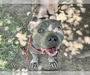 Mutt Dogs for adoption in Tulsa, OK, USA