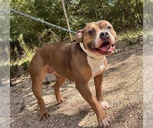 American Bulldog Dogs for adoption in Peoria, IL, USA