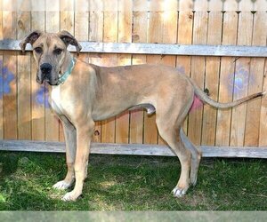 Great Dane Dogs for adoption in West Valley, UT, USA