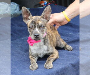 Boston Terrier-Unknown Mix Dogs for adoption in Bandera, TX, USA