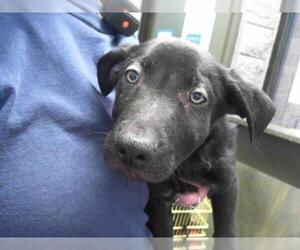 Shepradors Dogs for adoption in Tulsa, OK, USA