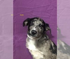 Medium Photo #1 Australian Shepherd Puppy For Sale in Chester, IL, USA