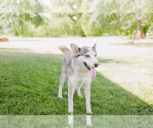 Huskies -Unknown Mix Dogs for adoption in Princeton, MN, USA