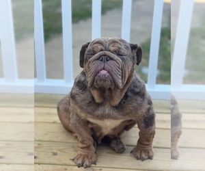 Bulldog Dogs for adoption in Catasauqua, PA, USA