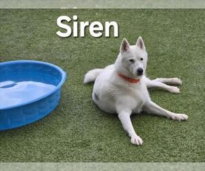 Siberian Husky Dogs for adoption in Derwood, MD, USA