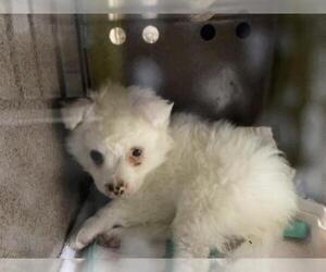 Poodle (Miniature)-Unknown Mix Dogs for adoption in Pasadena, CA, USA