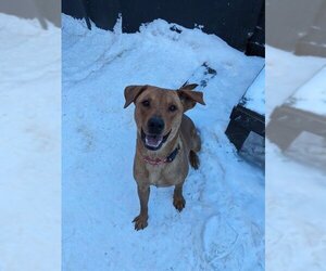 Labrador Retriever-Unknown Mix Dogs for adoption in Frisco, CO, USA