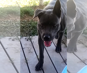 Chow Chow-Unknown Mix Dogs for adoption in Amarillo, TX, USA