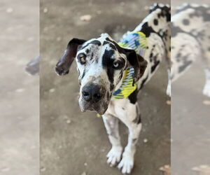 Great Dane Dogs for adoption in Riverside, CA, USA