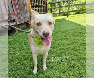 - Mix Dogs for adoption in Madisonville, TN, USA