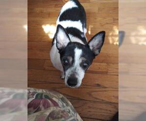 Jack Russell Terrier-Unknown Mix Dogs for adoption in Newport, KY, USA