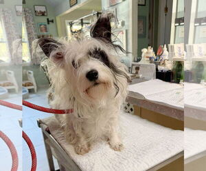 Mutt Dogs for adoption in Benton, LA, USA