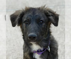 Australian Shepherd-Unknown Mix Dogs for adoption in Canton, CT, USA