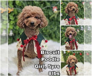 Poodle (Toy) Dogs for adoption in Seattle, WA, USA