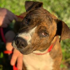 Small Boxer Mix