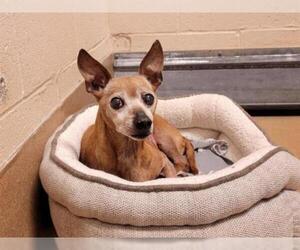 Chihuahua Dogs for adoption in Martinez, CA, USA