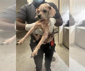 Chihuahua Dogs for adoption in Houston, TX, USA