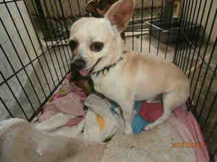 Chihuahua Dogs for adoption in Naples, FL, USA