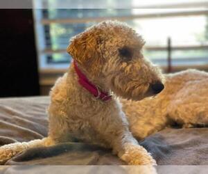 Labradoodle Dogs for adoption in Groveland, FL, USA