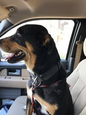 Rottweiler-Unknown Mix Dogs for adoption in point, TX, USA