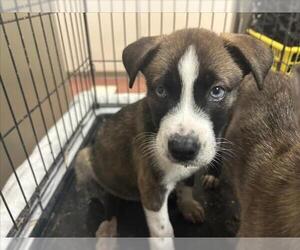 American Pit Bull Terrier-Siberian Husky Mix Dogs for adoption in Martinez, CA, USA