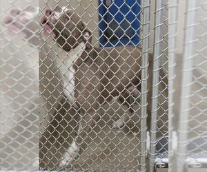 American Bulldog-Unknown Mix Dogs for adoption in Anchorage, AK, USA
