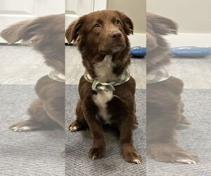 Mutt Dogs for adoption in Emmett, ID, USA