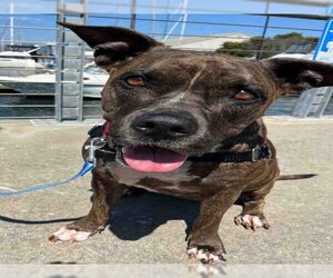 Staffordshire Bull Terrier-Unknown Mix Dogs for adoption in Alameda, CA, USA