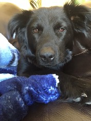 Border-Aussie Dogs for adoption in Fargo, ND, USA