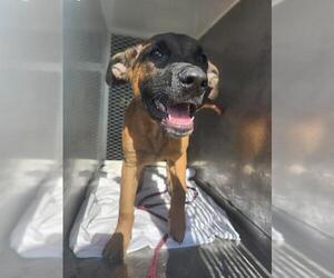 Labrador Retriever-Unknown Mix Dogs for adoption in Bakersfield, CA, USA