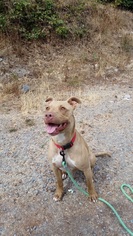Vizsla-Weimaraner Mix Dogs for adoption in McKenna, WA, USA