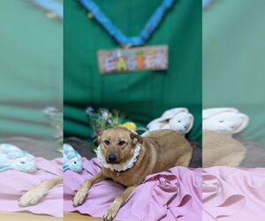 Chow Chow-German Shepherd Dog Mix Dogs for adoption in Franklin, North Carolina, NC, USA