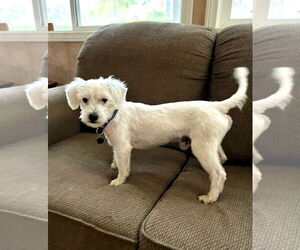Poodle (Toy) Dogs for adoption in Menifee, CA, USA