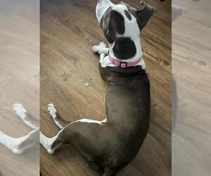 American Staffordshire Terrier-Unknown Mix Dogs for adoption in San Antonio, TX, USA