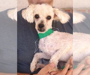 Poodle (Toy) Dogs for adoption in Carrollton, TX, USA