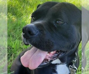 American Staffordshire Terrier Dogs for adoption in Kansas City, MO, USA