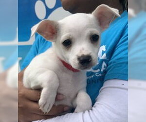 Mutt Dogs for adoption in Salinas, CA, USA