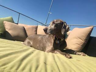 Weimaraner Dogs for adoption in  Ramona, CA, USA