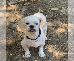 Shih Tzu Dogs for adoption in Boerne, TX, USA