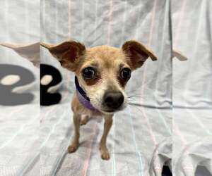 Chihuahua-Unknown Mix Dogs for adoption in Tempe , AZ, USA