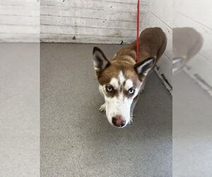 Siberian Husky Dogs for adoption in San Bernardino, CA, USA