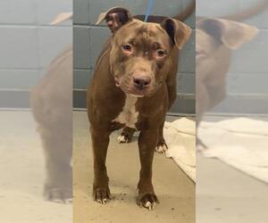 Bulldog-Labrador Retriever Mix Dogs for adoption in Tallahassee, FL, USA
