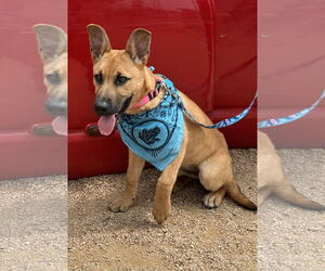 Black Mouth Cur-Unknown Mix Dogs for adoption in Euless, TX, USA