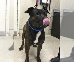 Mutt Dogs for adoption in Riverside, CA, USA