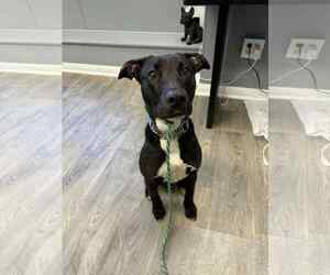 Labrador Retriever-Retriever  Mix Dogs for adoption in Duluth, MN, USA