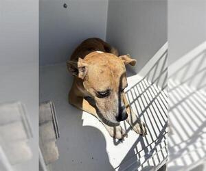 American Pit Bull Terrier-Unknown Mix Dogs for adoption in Houston, TX, USA