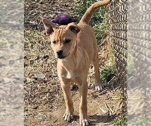 Labrador Retriever Dogs for adoption in Blacksburg, SC, USA