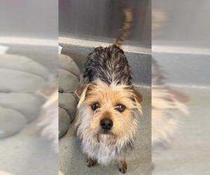 Cairn Terrier-Unknown Mix Dogs for adoption in San Martin, CA, USA