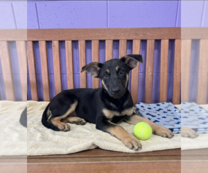 Mutt Dogs for adoption in Genesee, WI, USA